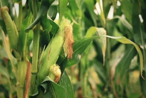 五月适合种什么农作物