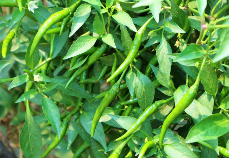 七月底适合种什么菜