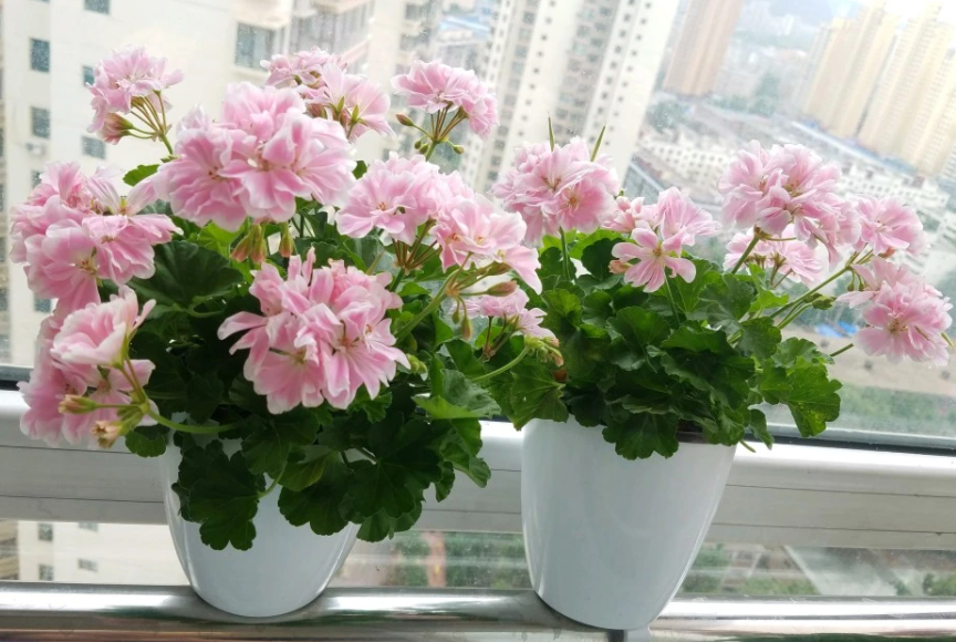 养天竺葵用多大的盆种