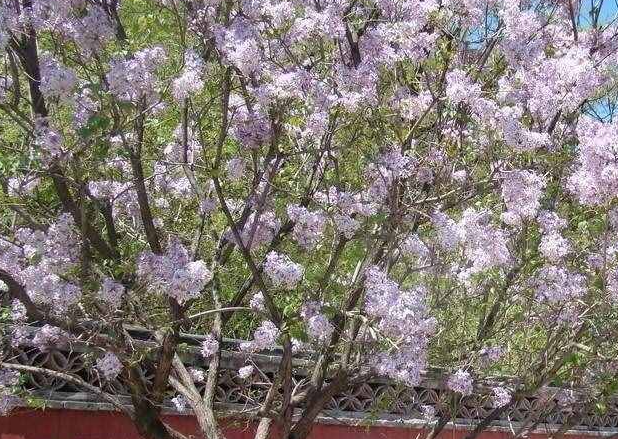 四月份适合种什么树