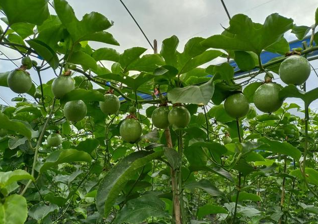 百香果适合什么时候种