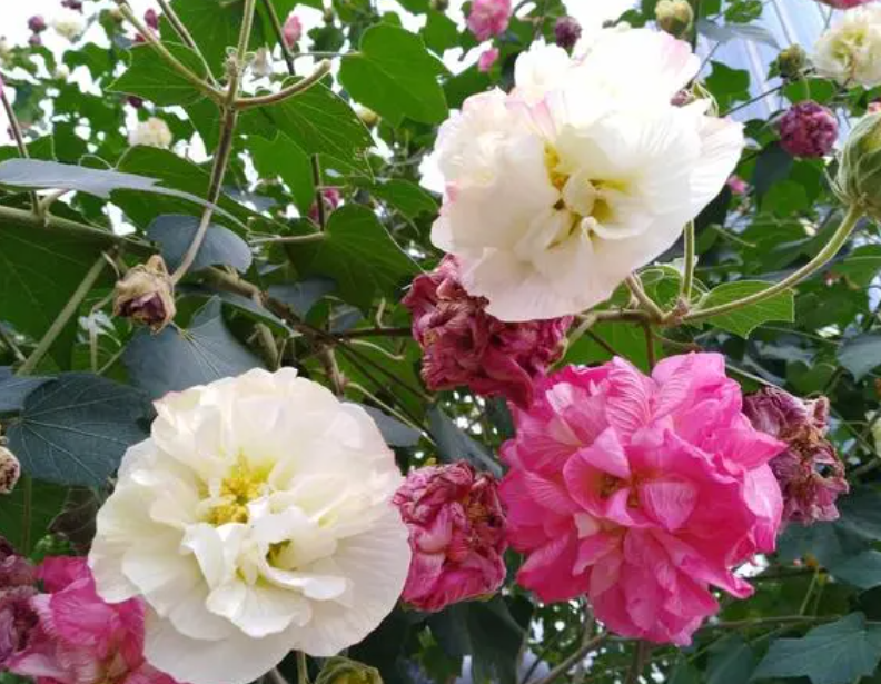 十一月份适合种什么花