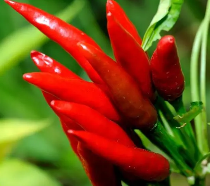 南方七月份适合种什么菜