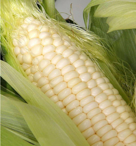 七月份适合种什么农作物