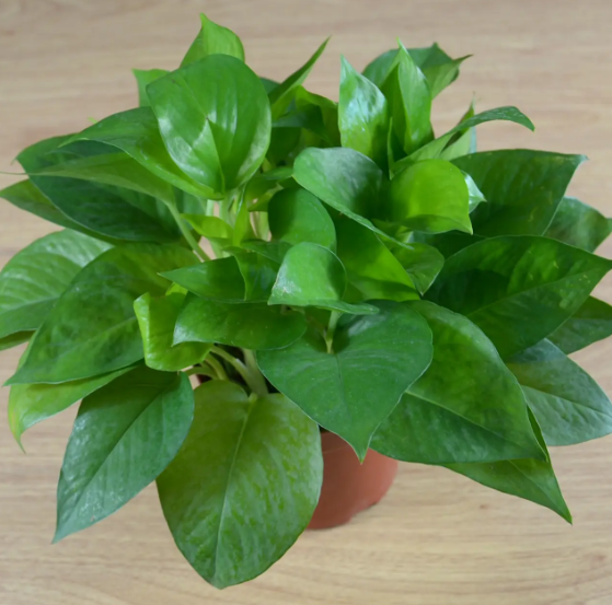 女生适合种什么