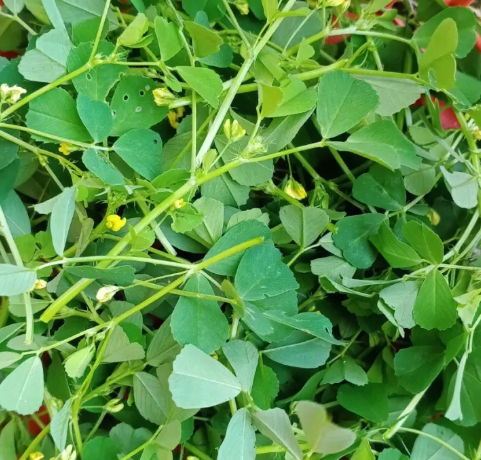 秋天适合种什么牧草