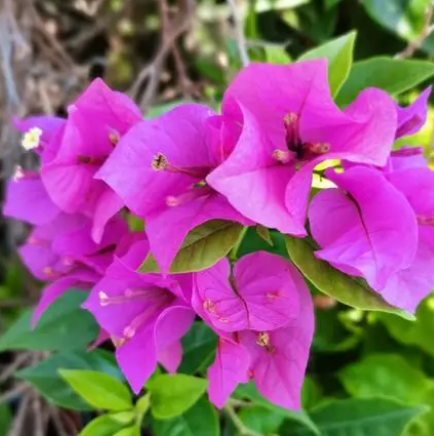 什么花适合冬天种