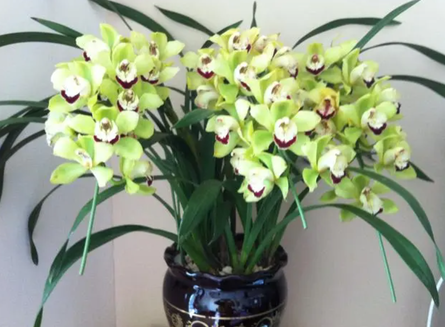 天热适合种什么植物