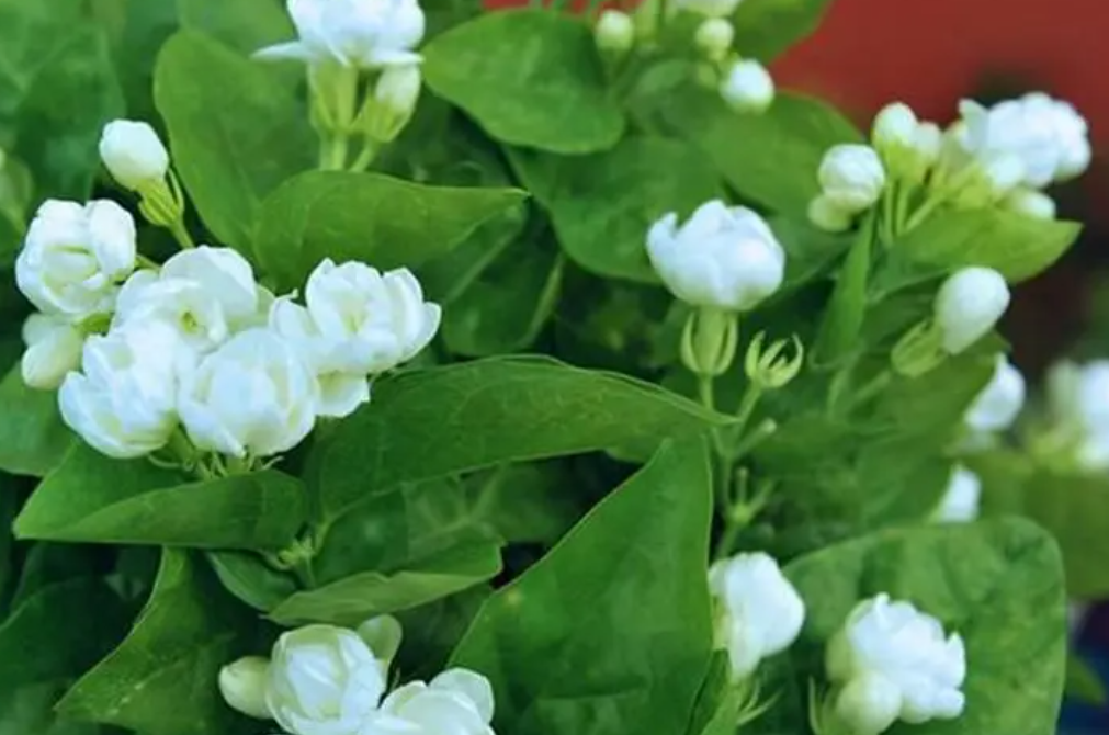 上海冬天适合种什么花