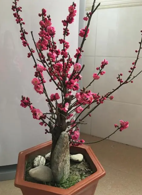 梅花用多大的盆种