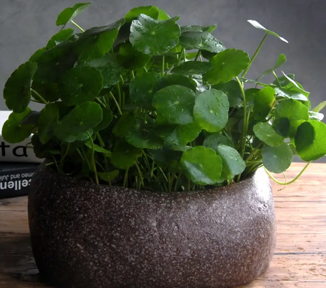 大的花盆适合种什么