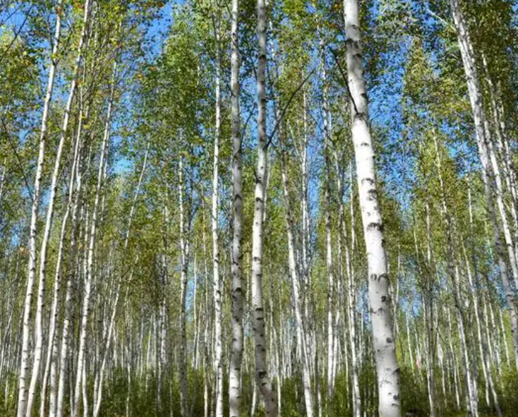 北方院里适合种什么树