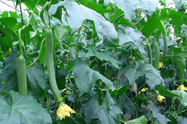 夏季适合种什么瓜果蔬菜