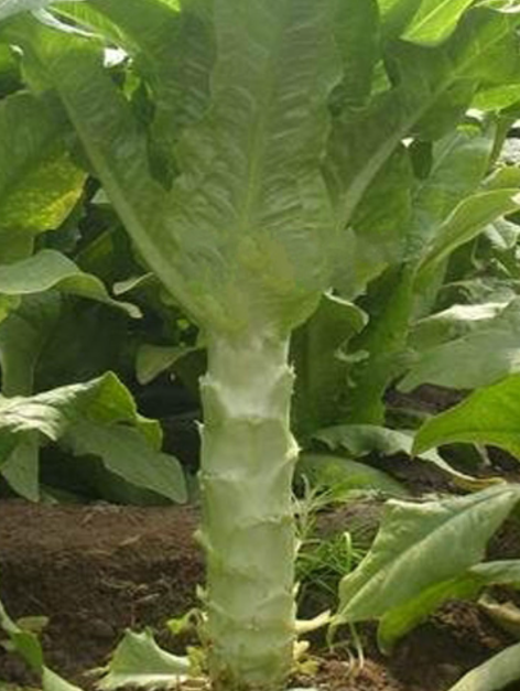 谷雨时节适合种什么菜