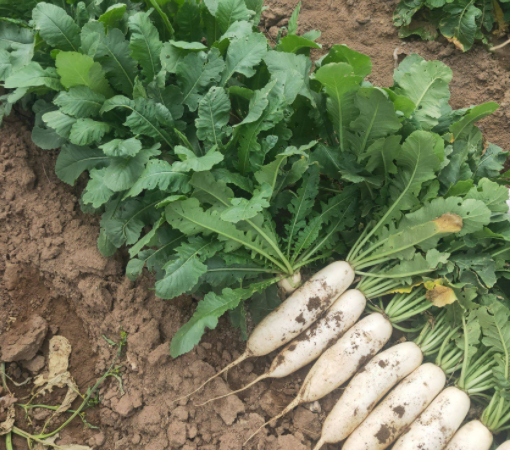 立秋之后都适合种什么菜