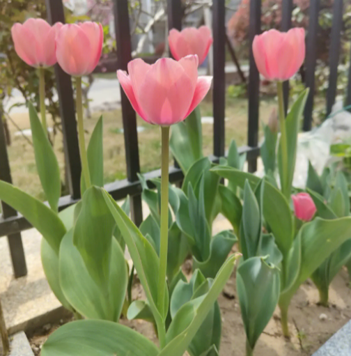 四月适合种什么花种