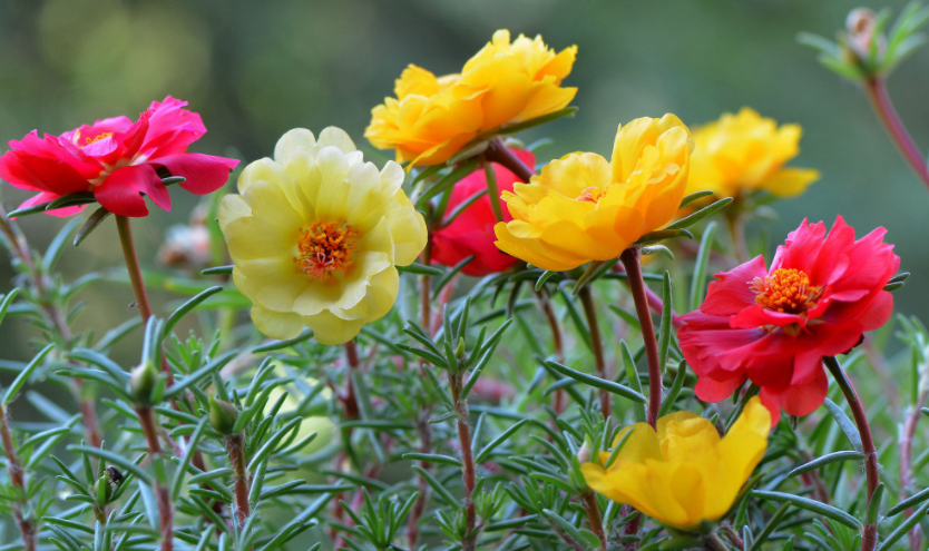 室外花箱适合种什么花