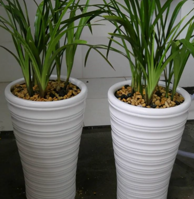 高大的花盆适合种什么花