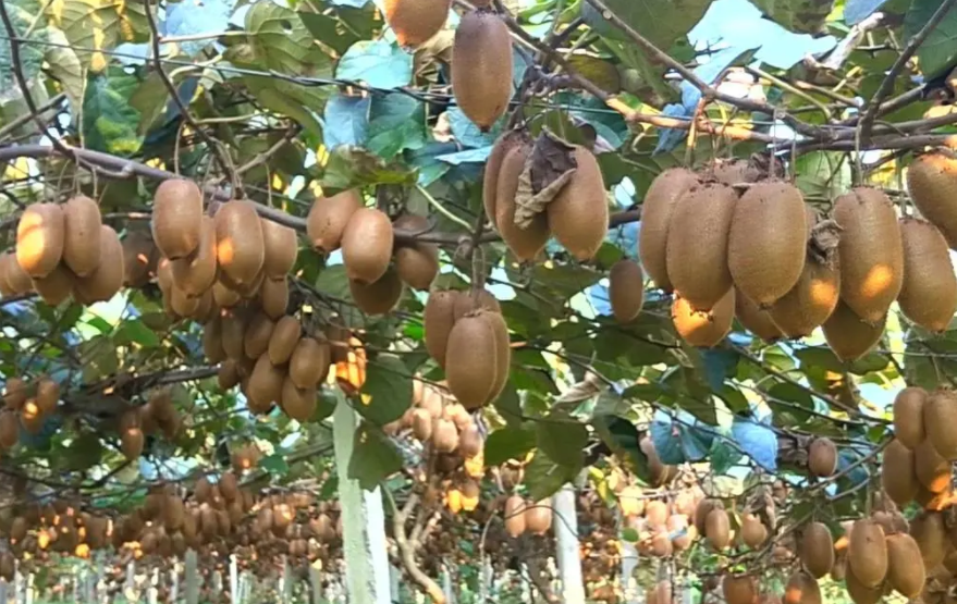 猕猴桃适合什么地方种