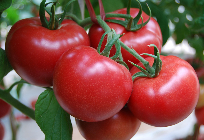 现在7月份适合种什么蔬菜