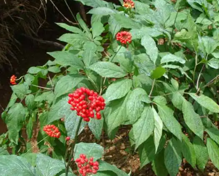 在黑龙江省适合种什么药材