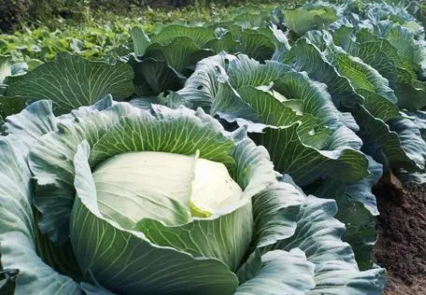 九月份适合种什么蔬菜和菜