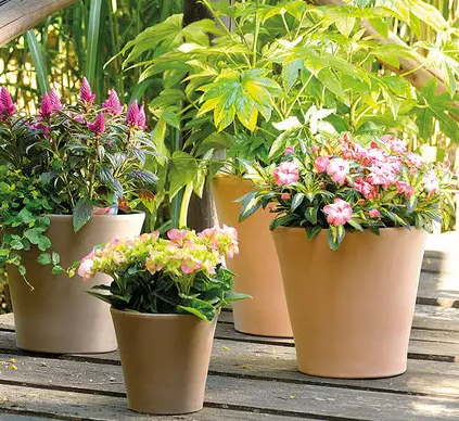 花盆适合种什么