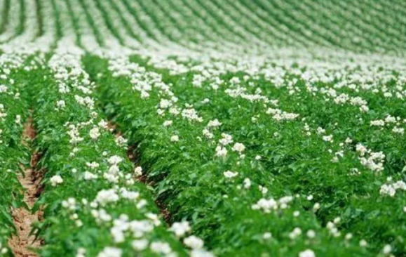 土地适合种什么