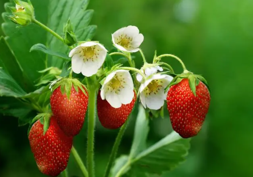 三月适合种什么水果