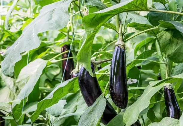 四月份适合种什么蔬菜