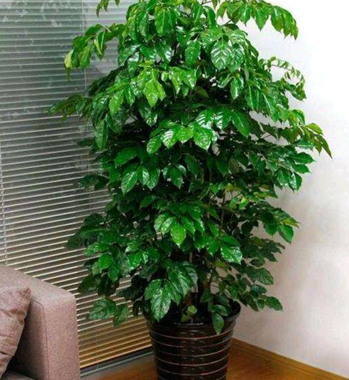 家里适合种什么