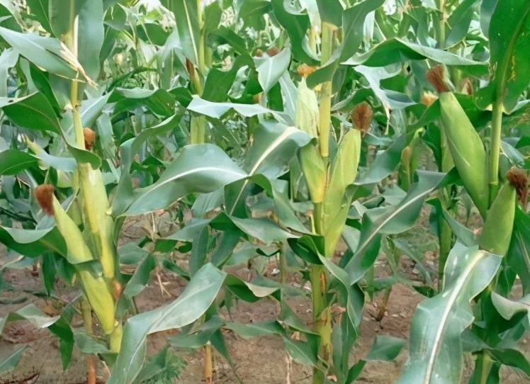 山东适合种什么