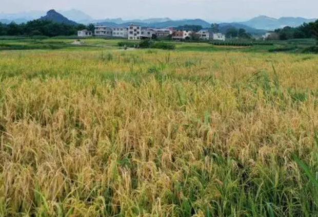 广西适合种什么