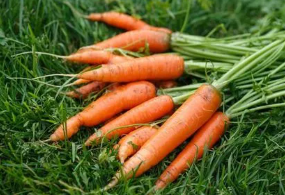 3月适合种什么菜