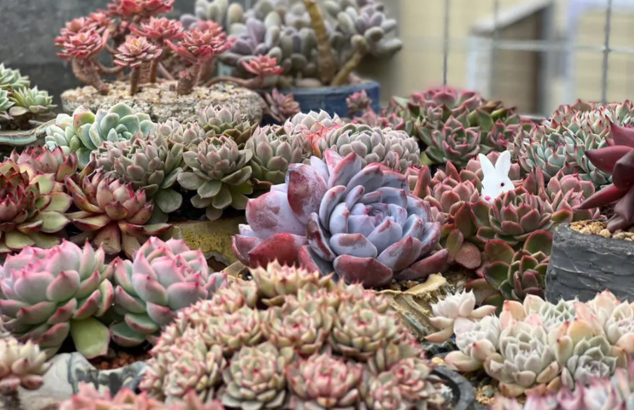 家适合种什么花