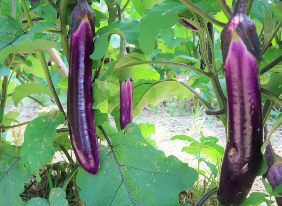 什么菜适合夏天种