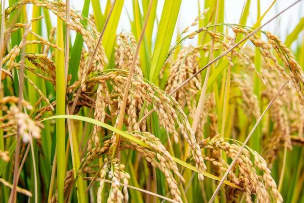 湖北适合种什么