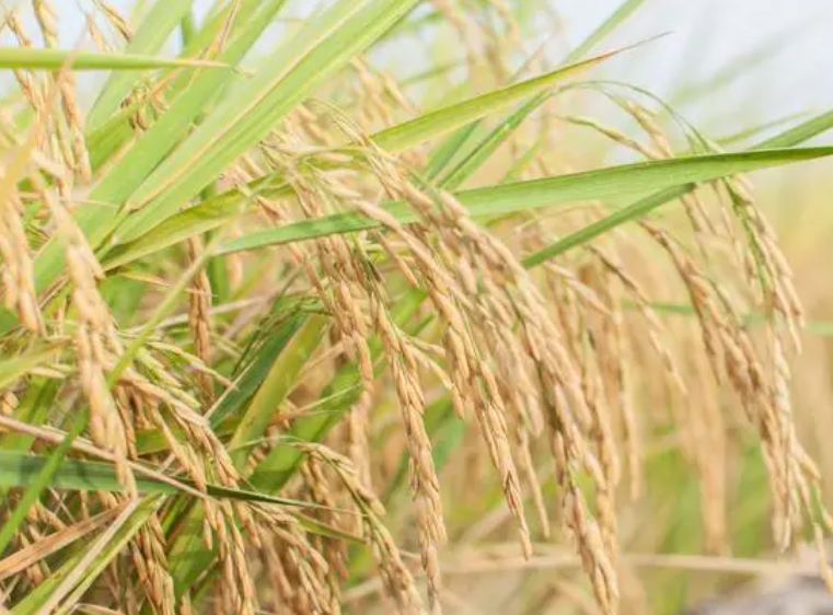 湖南适合种什么