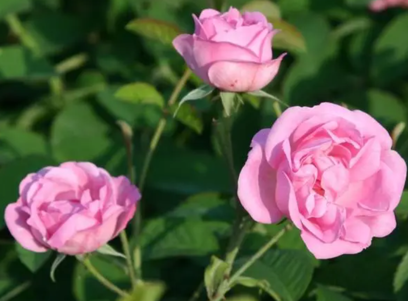 什么花适合室外种