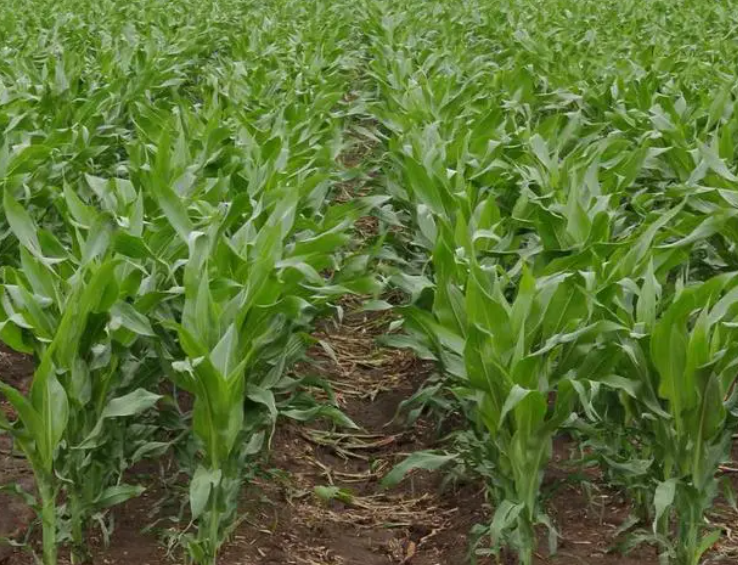 北京适合种什么