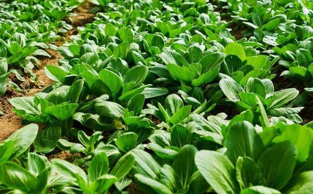 7月份适合种什么