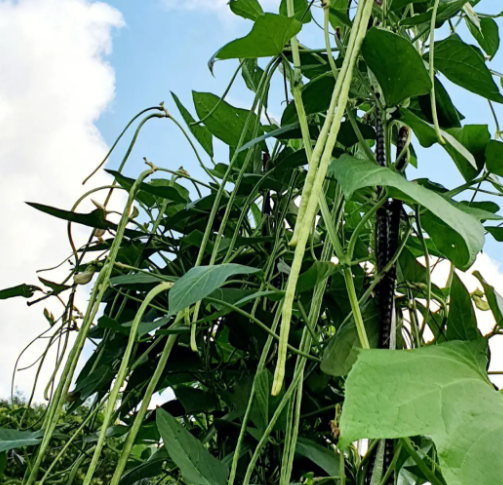 上海 适合种什么