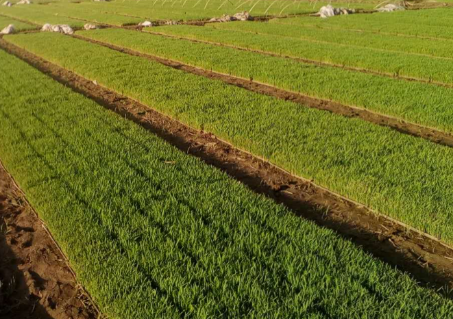 河北适合种什么