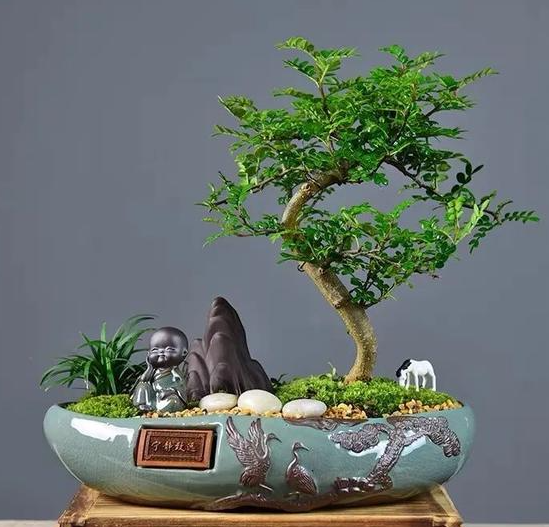 盆景盆适合种什么