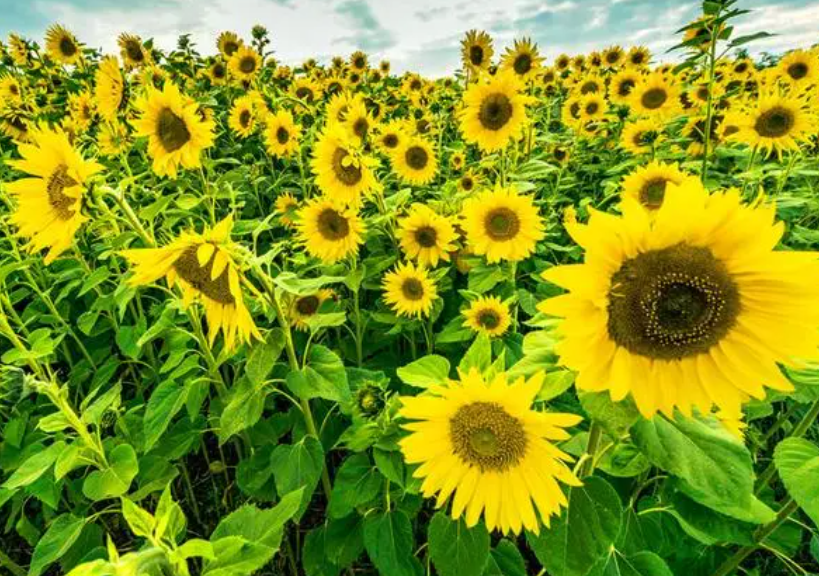 夏天种适合种什么花