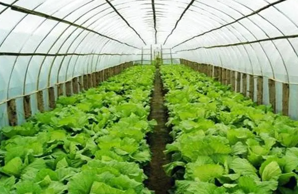大棚适合种什么菜
