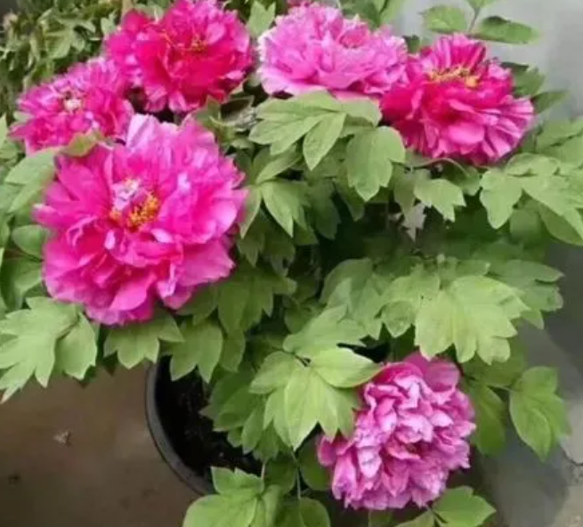 牡丹花用多大的盆种
