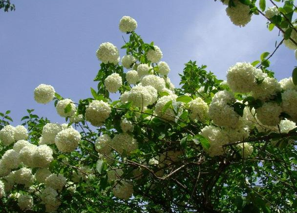 树下适合种什么