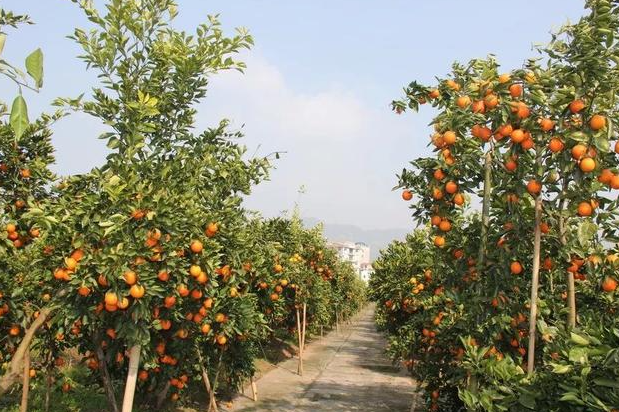 重庆适合种什么