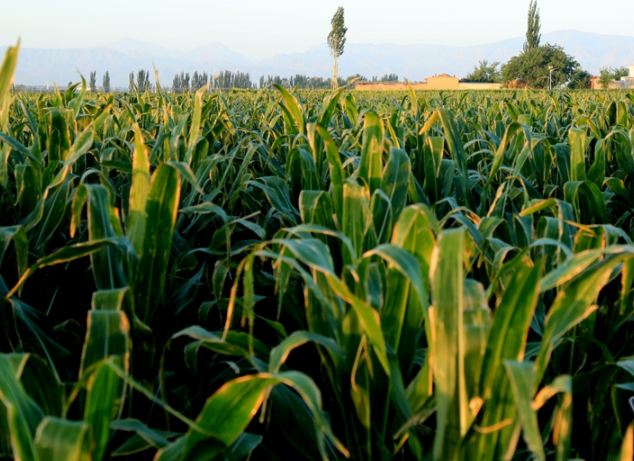 甘肃适合种什么